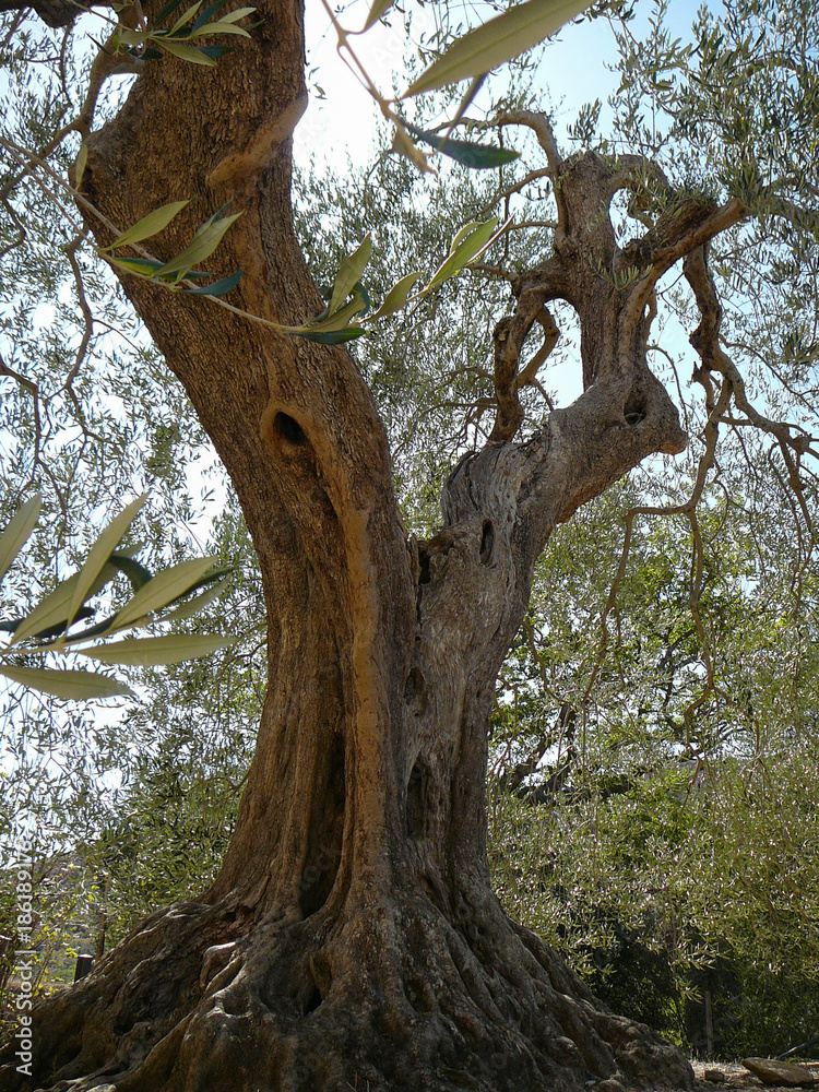 Naklejka premium olive tree in Sant Antimo abbey