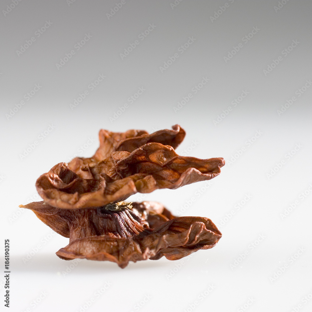 Walnut Walnut