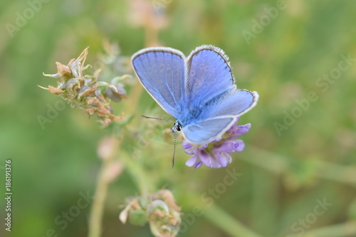 Papilon bleu