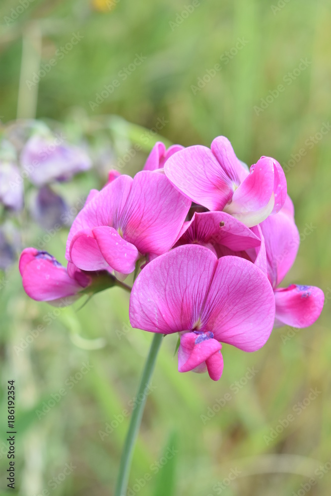 Orchidée Orchidée