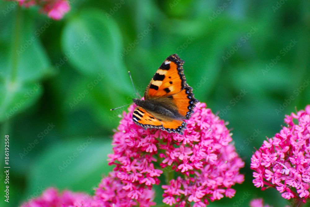 Aglais urticae, Small Tortoiseshell butterfly on pink flowers, Beautiful natural background with butterfly in garden Aglais urticae, Small Tortoiseshell butterfly on pink flowers, Beautiful natural background with butterfly in garden