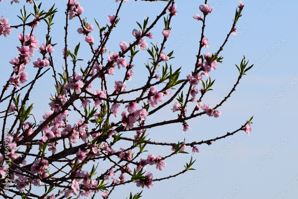 Mandelblüte in Gimmeldingenn Mandelblüte in Gimmeldingenn