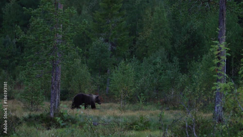 European brown bear walking in the rain European brown bear walking in the rain