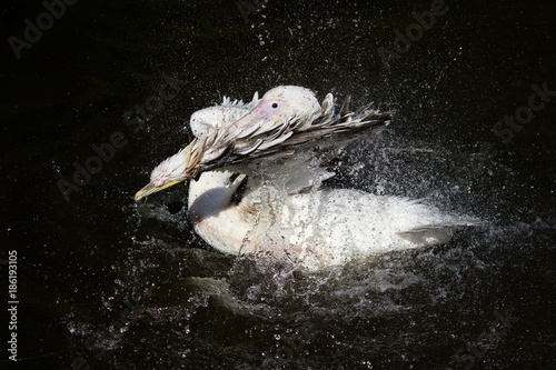 majestic beautiful bird white Pelican splashing fun in the dark lake spraying water drops with feathers and beak in the Park