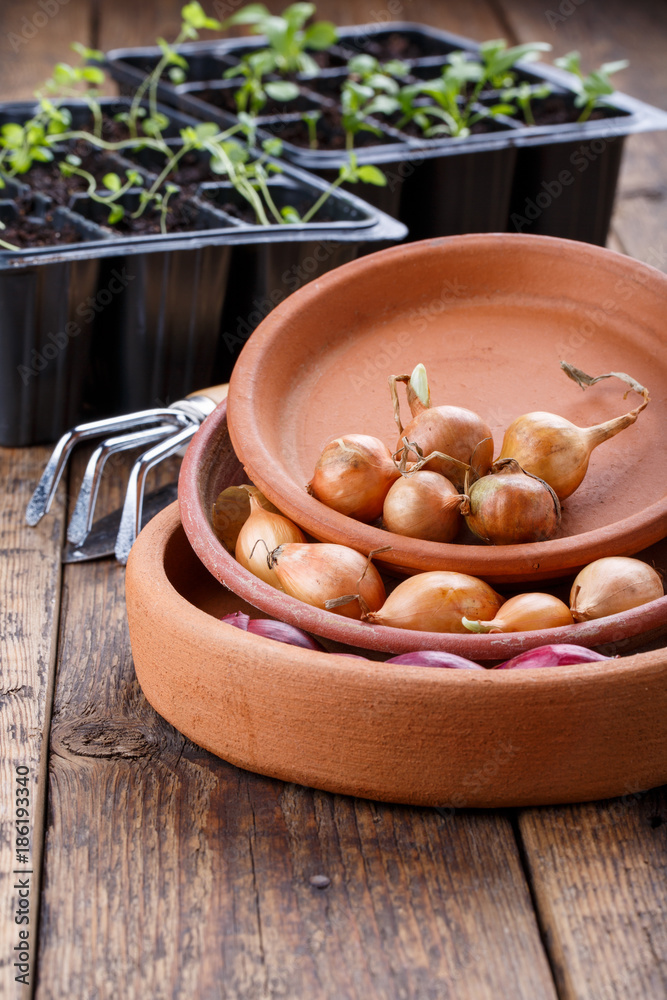 Small bulbs of red and yellow onion sets ready to planting.