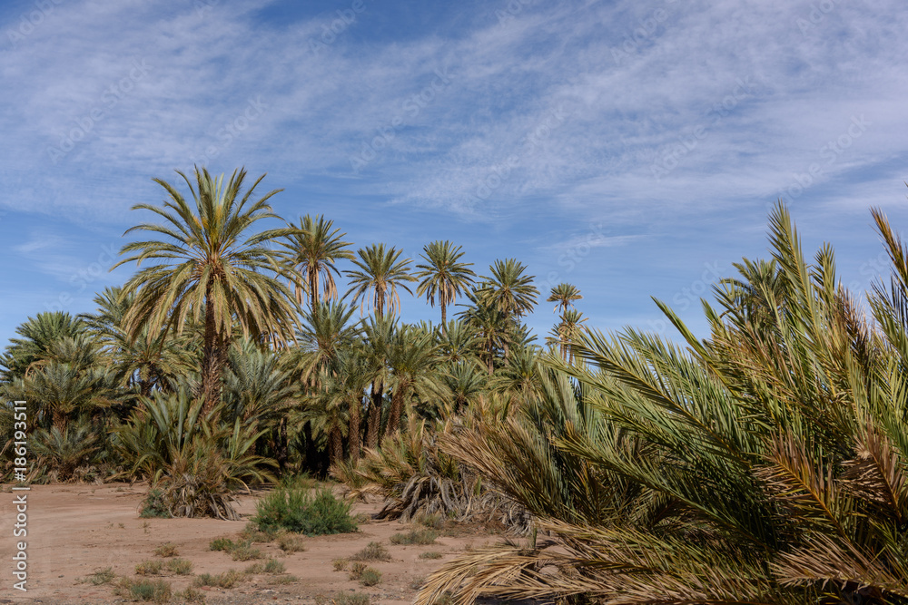 The palmeriaie (oasis) of Skoura The palmeriaie (oasis) of Skoura