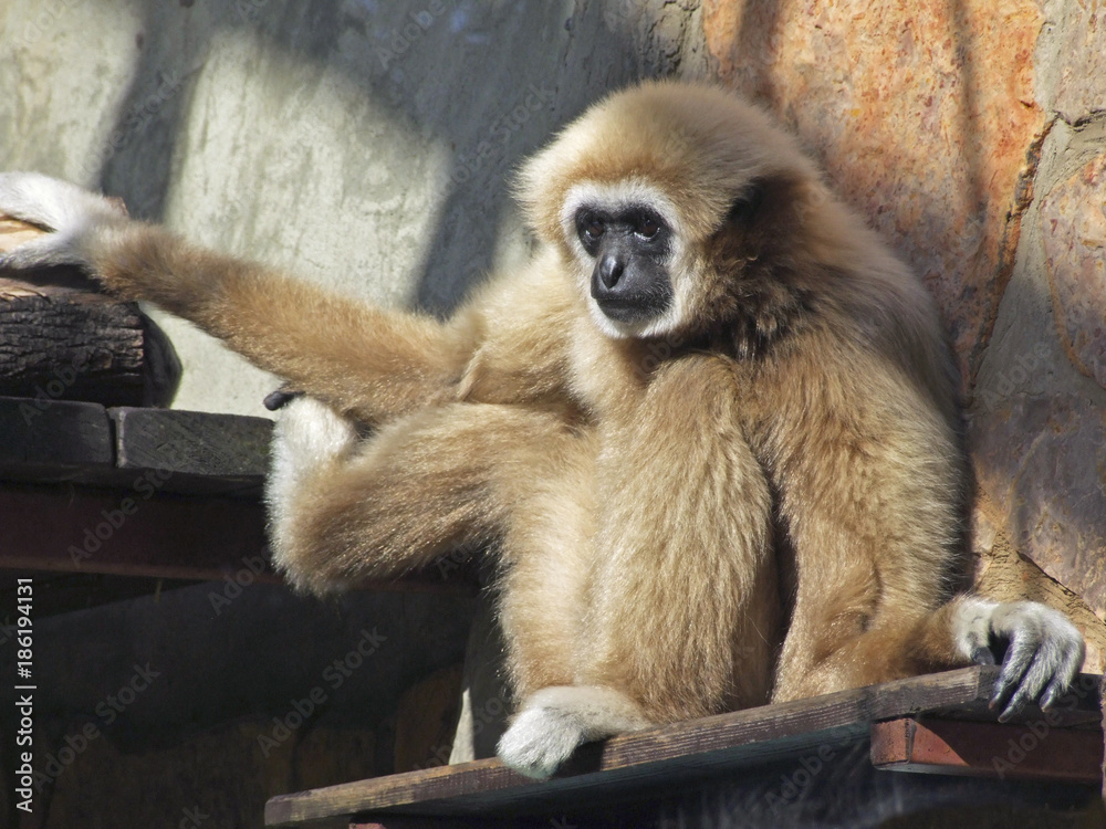 Obraz premium A young lar gibbon ape, Hylobates lar, is sitting and holding with two hands and a foot. A monkey has black snout, light hair and very long hands.