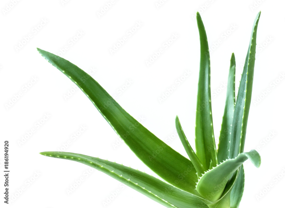 aloe leaf isolated white background aloe leaf isolated white background