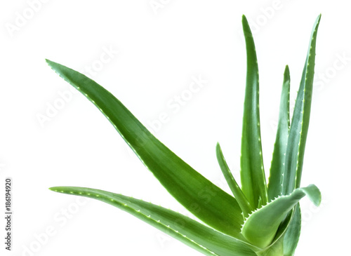 aloe leaf isolated white background photo