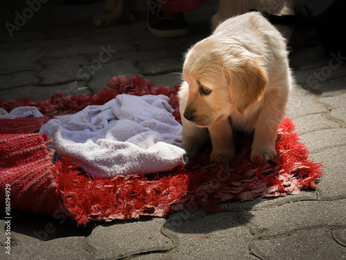 A young golden retriever hybrid sitting on a red blanket photo