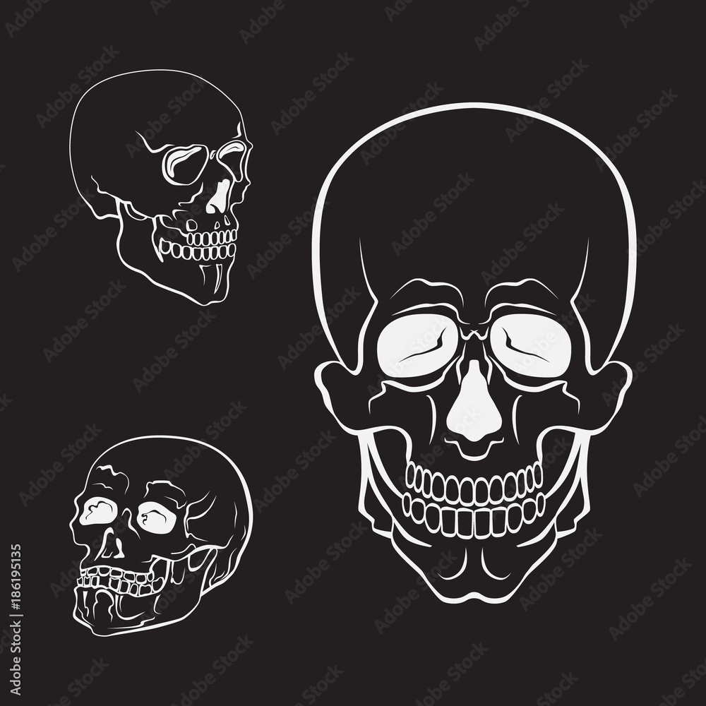 Fototapeta premium Skull vector set. White skulls collection