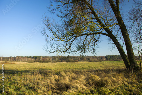 Tall grass under a large tree without leaves on a background of blue sky