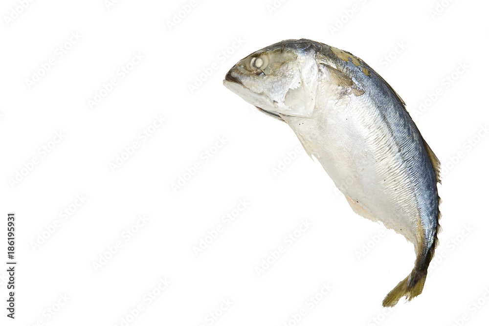 Obraz premium Fresh Mackerel fried isolate on white
