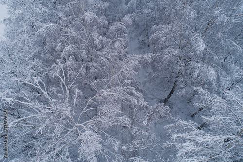 Aerial view over snowy forest tree tops, during misty winter day in Lithuania, Europe. Every tree branch covered in full snow.