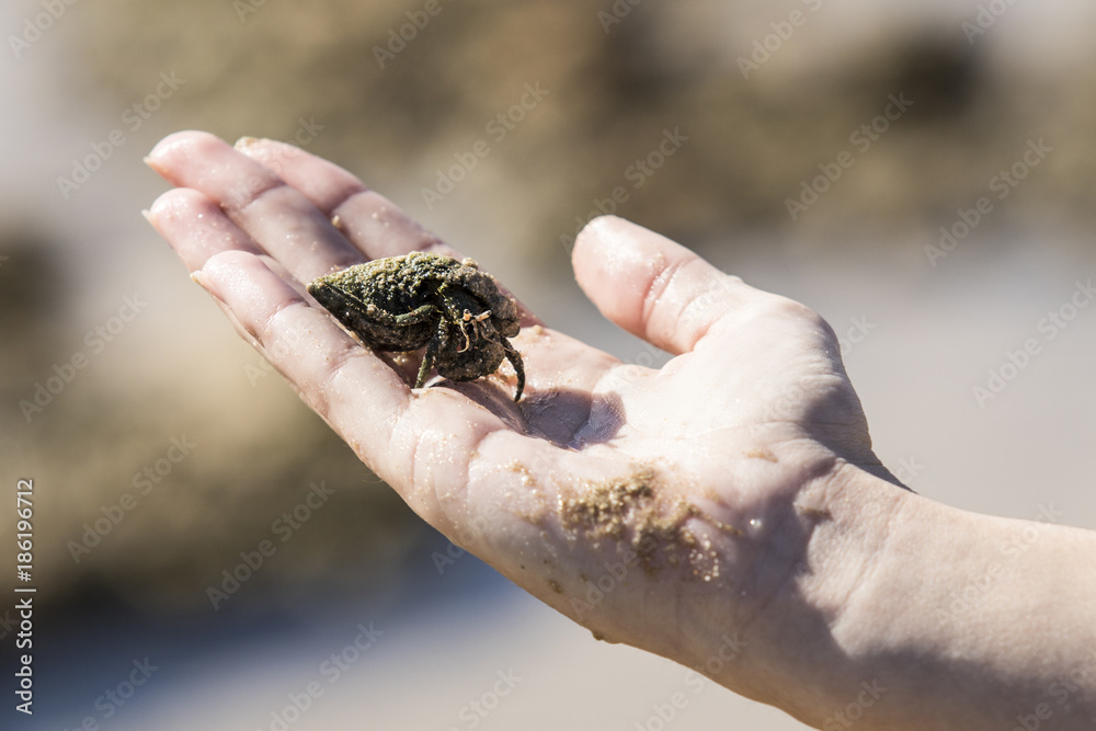 Hermit crab walking on a woman's hand