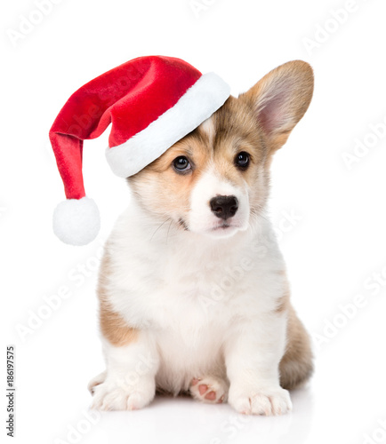 Pembroke Welsh Corgi puppy with red christmas hat sitting in front view. isolated on white background