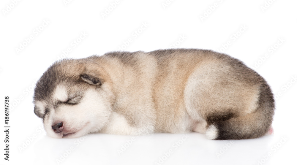 sleeping alaskan malamute puppy in side view. isolated on white background