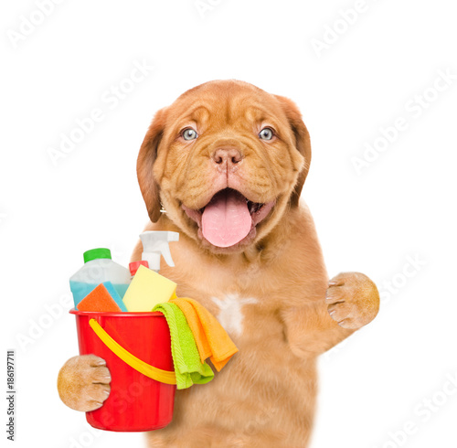 Cleaning concept. Puppy holds bucket with washing fluids and rags in paws. isolated on white background