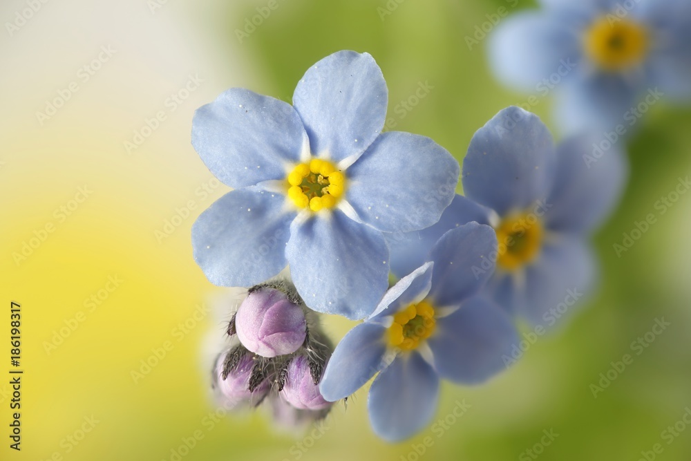 Obraz premium Wood forget-me-not, Myosotis sylvatica