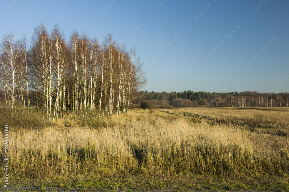 Dense and dry grass, birch coppice, forest and clear sky Dense and dry grass, birch coppice, forest and clear sky