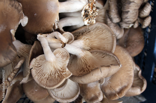 Oyster mushrooms. Pleurotus ostreatus. Oyster mushroom is a common edible mushroom. Mushrooms cultivation. 