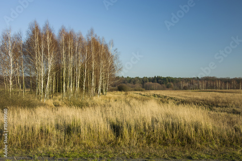 Dense and dry grass, birch coppice, forest and clear sky