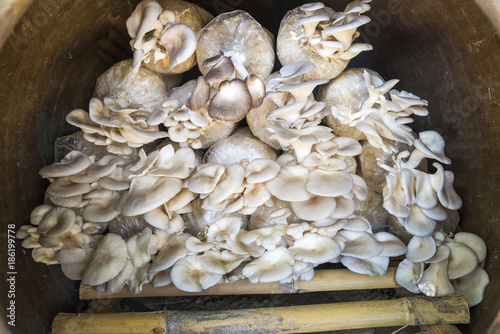 Oyster Mushroom in mushroom cultivation