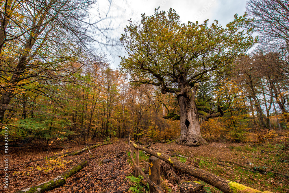 Fototapeta premium urwald sababurg 6