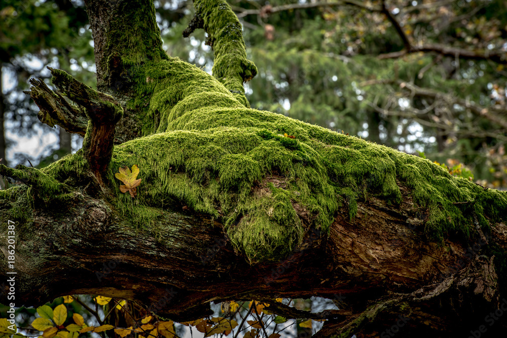 moos auf baum