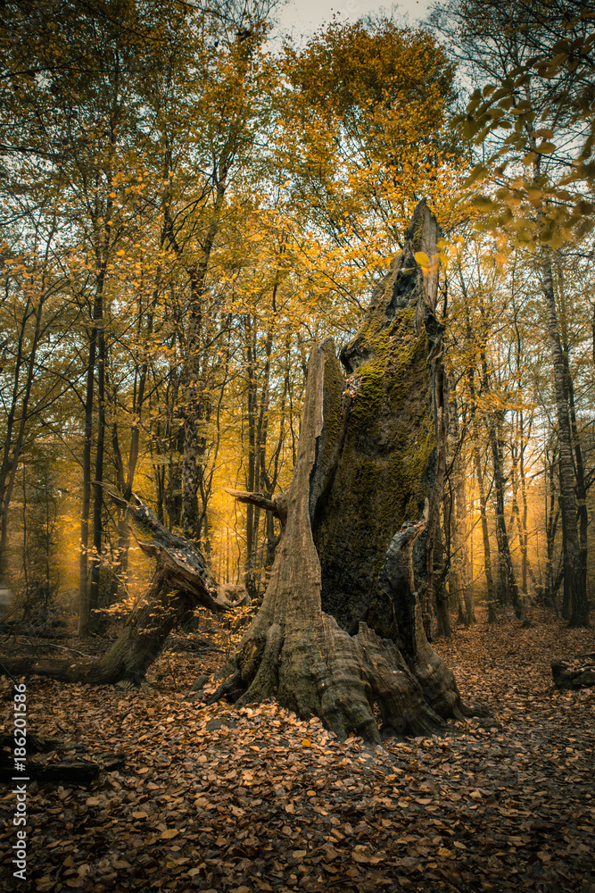 Fototapeta premium urwald sababurg 2