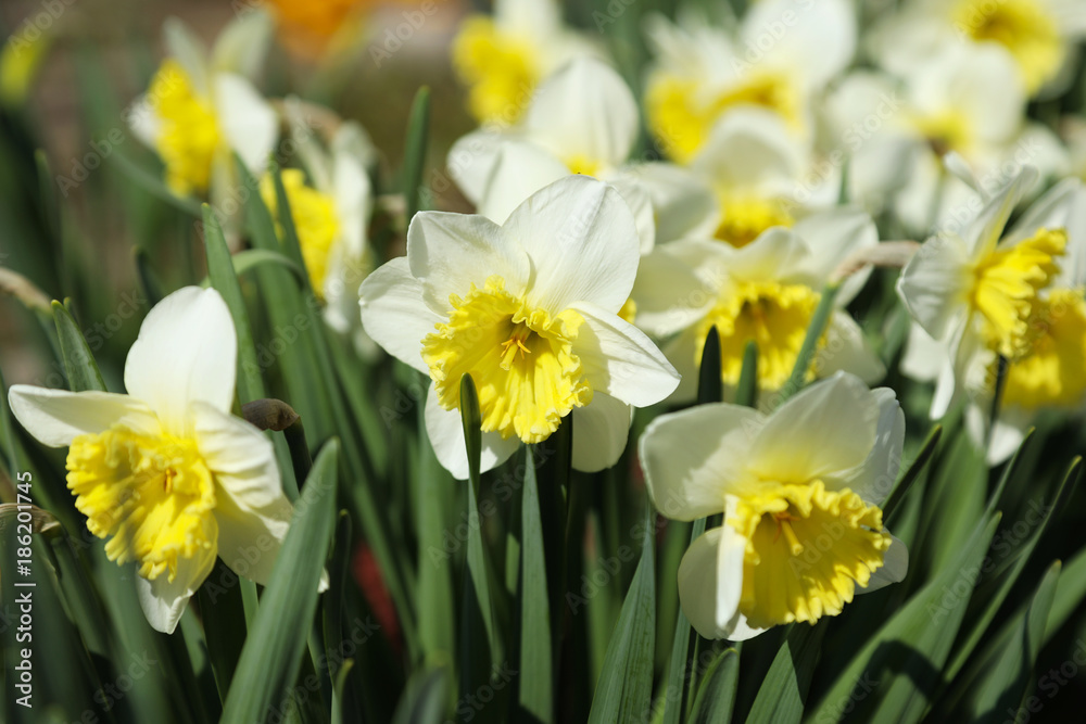 Flowering hybrid daffodil 
