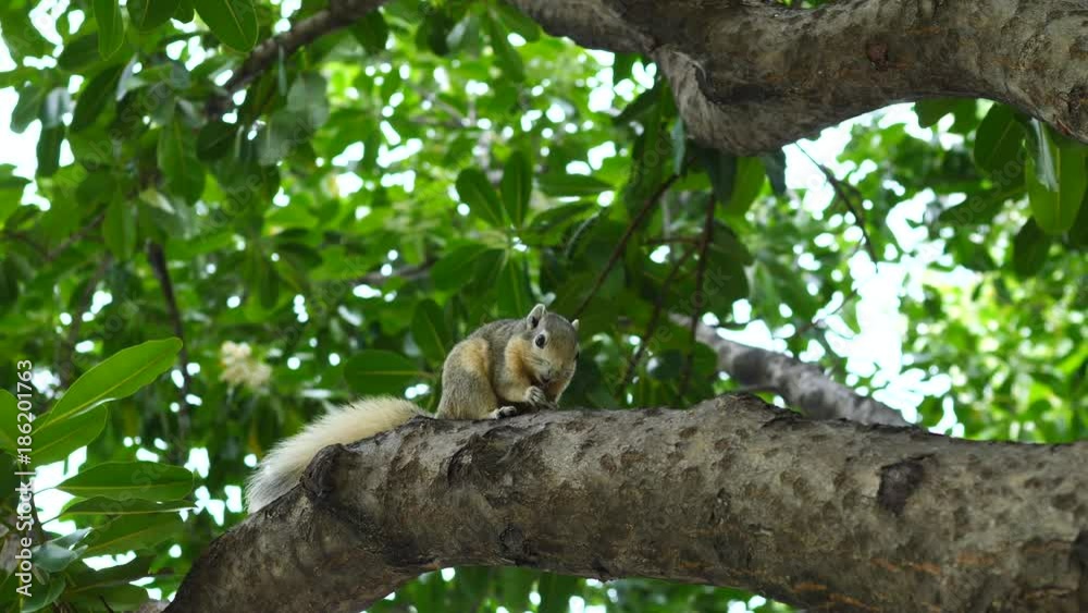 Squirrel Sitting On A Green Tree And Eating. 4K. Squirrel Sitting On A Green Tree And Eating. 4K.