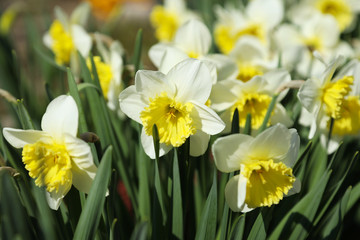 Foto auf Acrylglas Narzisse Blühende Hybrid-Narzisse &quot Ice Follies&quot  im Frühlingsgarten.  © besklubova