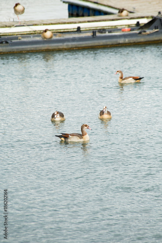 Schilderij op canvas Wild geese are on a wooden pier