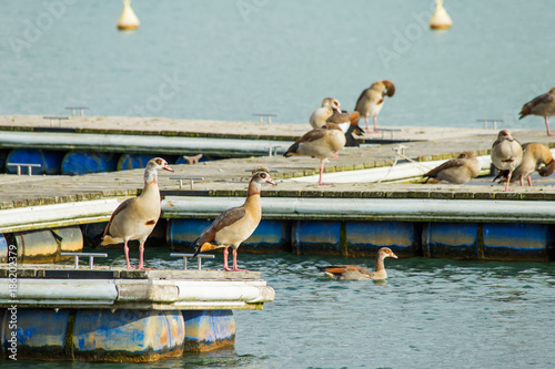 Fototapete Wild geese are on a wooden pier