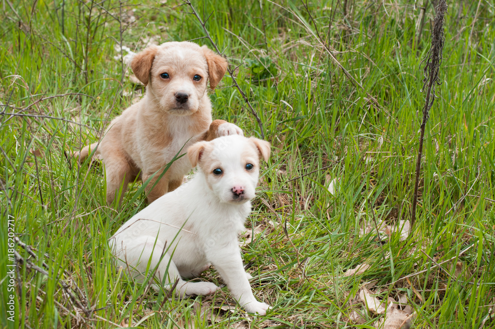 cuccioli di cane trovati abbandonati un bosco in una scatola di cartone  Stock Photo | Adobe Stock