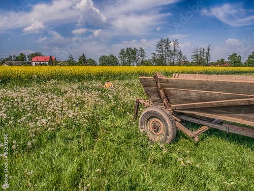 Quadro em tela Field of rapeseed