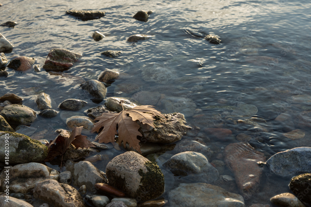 a fall leaf on rocks on the shore of Lake Iznik, Iznik, Turkey at sunset a fall leaf on rocks on the shore of Lake Iznik, Iznik, Turkey at sunset