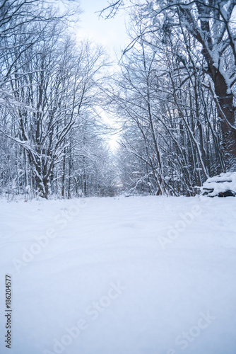 Snow-covered forest on a winter day