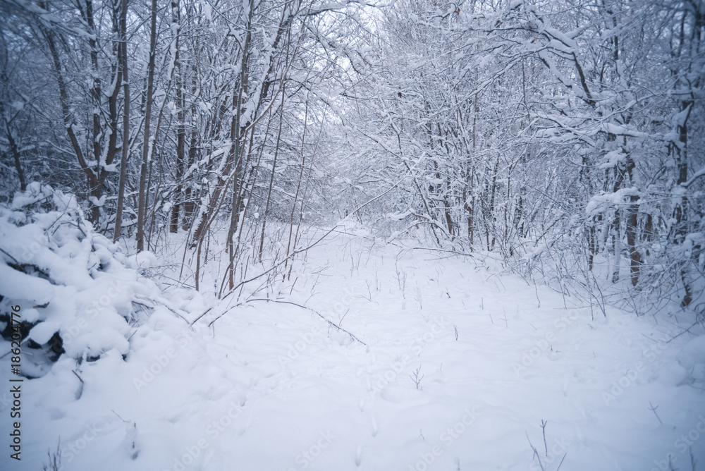 Fototapeta premium Snow-covered forest on a winter day