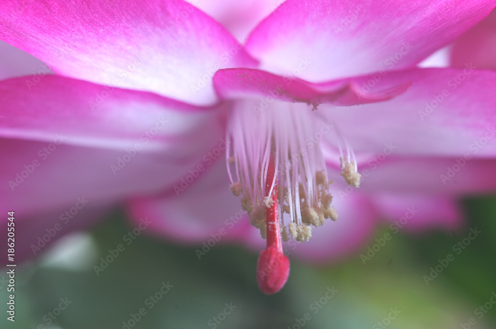 Blüte eines Weihnachtskaktus