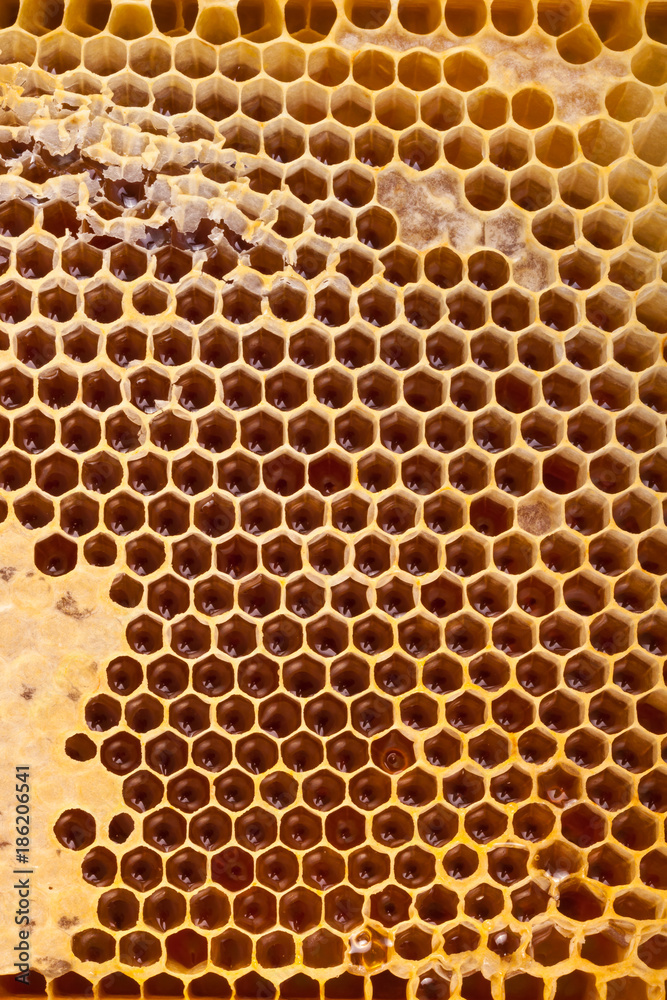 Wellbeing and healthy food series - Freshly collected honey in a comb - close up studio shot Wellbeing and healthy food series - Freshly collected honey in a comb - close up studio shot