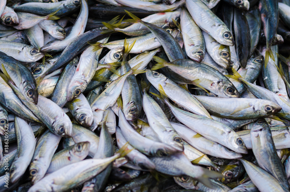 A pile of beautiful small fishes on a counter A pile of beautiful small fishes on a counter