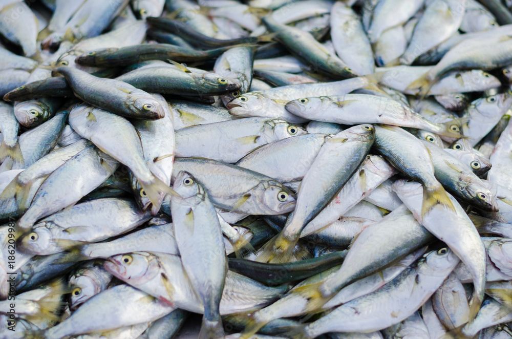 A pile of beautiful small fishes on a counter A pile of beautiful small fishes on a counter