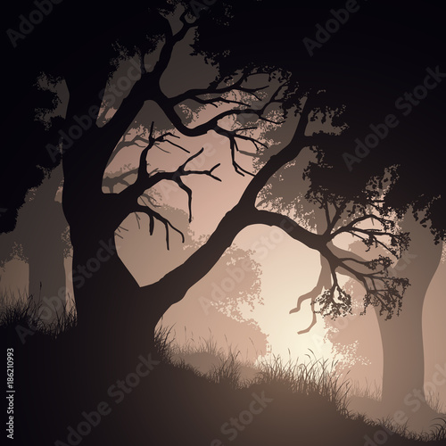 Square vector illustration within forest.