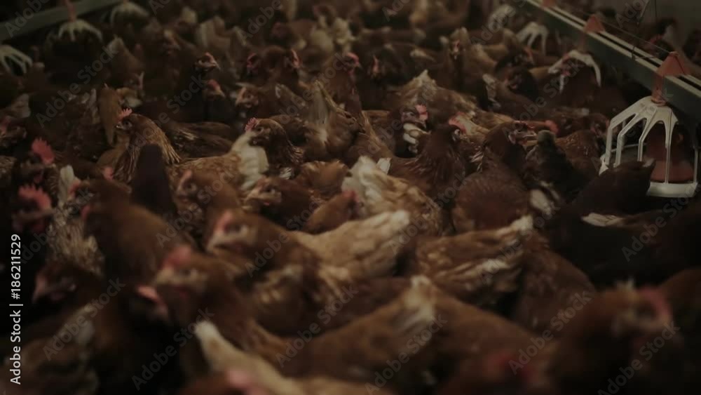 Chicken Farm, eggs and poultry production