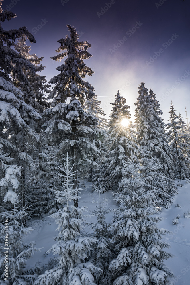 Winters tale in the Forest Winters tale in the Forest