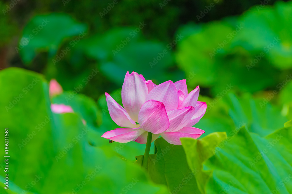 The Lotus Flower.Background is the lotus leaf and lotus bud.Shooting location is Yokohama, Kanagawa Prefecture Japan. The Lotus Flower.Background is the lotus leaf and lotus bud.Shooting location is Yokohama, Kanagawa Prefecture Japan.
