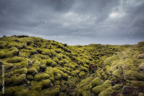Mossy Lava Field Rocks in Iceland 