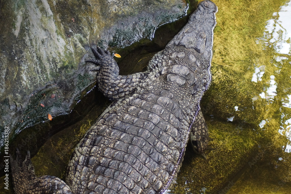 Naklejka premium Krokodil